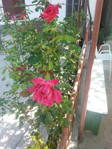 Pavlinovic Jure Apartamento Makarska Exterior foto