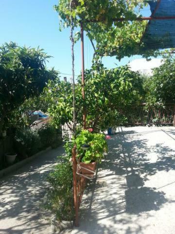 Pavlinovic Jure Apartamento Makarska Exterior foto